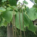 Catalpa bignonioides fruit